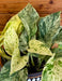 The Plant Farm® Houseplants Epipremnum Marble Queen, 6" Plant