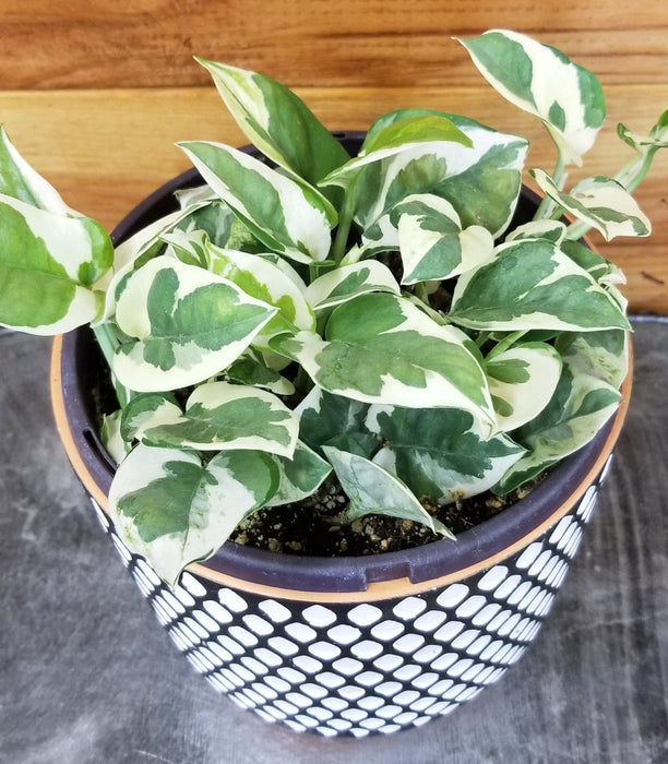 The Plant Farm® Houseplants Epipremnum N'joy, 6" Plant
