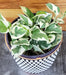 The Plant Farm® Houseplants Epipremnum N'joy, 6" Plant