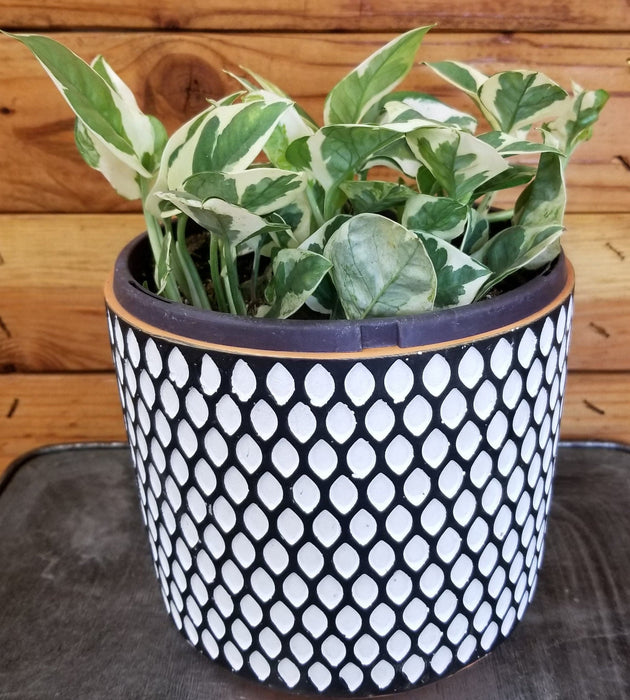 The Plant Farm® Houseplants Epipremnum N'joy, 6" Plant