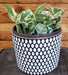 The Plant Farm® Houseplants Epipremnum N'joy, 6" Plant