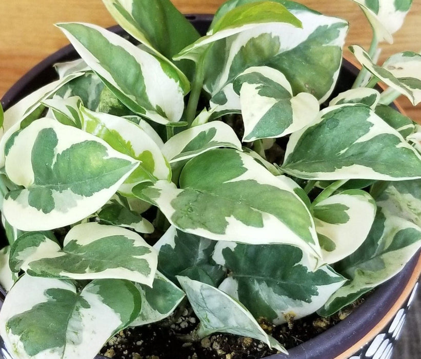 The Plant Farm® Houseplants Epipremnum N'joy, 6" Plant