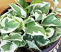 The Plant Farm® Houseplants Epipremnum N'joy, 6" Plant