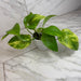 The Plant Farm® Houseplants Epipremnum Neon Queen, 4" plant