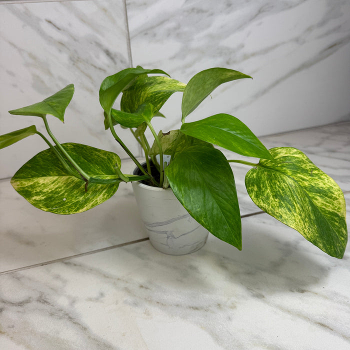 The Plant Farm® Houseplants Epipremnum Neon Queen, 4" plant