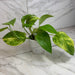 The Plant Farm® Houseplants Epipremnum Neon Queen, 4" plant