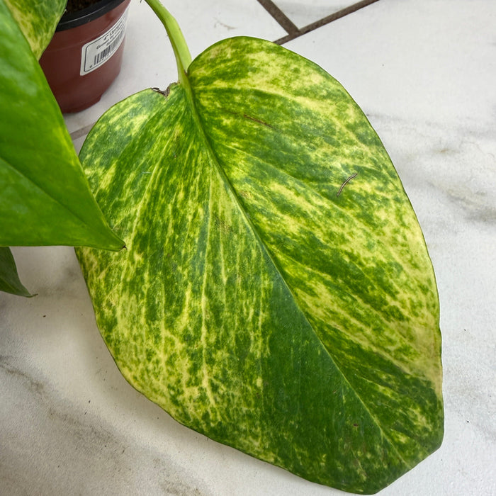 The Plant Farm® Houseplants Epipremnum Neon Queen, 4" plant