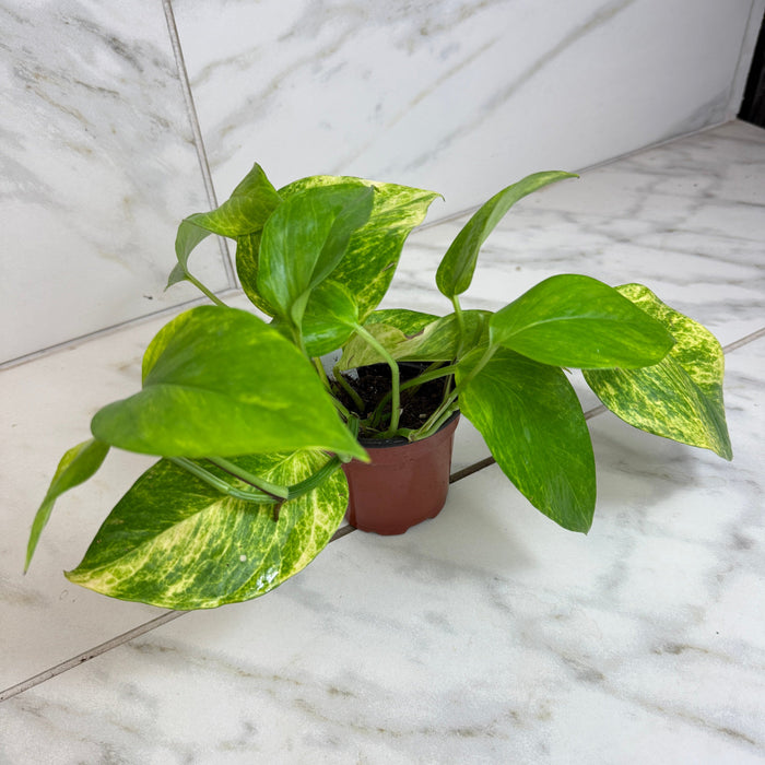 The Plant Farm® Houseplants Epipremnum Neon Queen, 4" plant