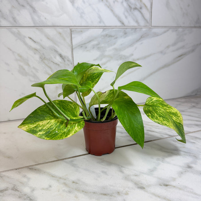 The Plant Farm® Houseplants Epipremnum Neon Queen, 4" plant