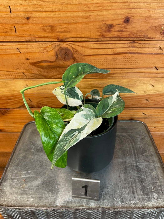 The Plant Farm® Houseplants Epipremnum Pinnatum Albo - Pick Your Plant, 4" Plant