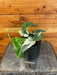 The Plant Farm® Houseplants Epipremnum Pinnatum Albo - Pick Your Plant, 4" Plant