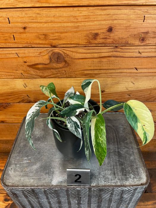 The Plant Farm® Houseplants Epipremnum Pinnatum Albo - Pick Your Plant, 4" Plant