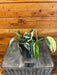 The Plant Farm® Houseplants Epipremnum Pinnatum Albo - Pick Your Plant, 4" Plant