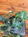 The Plant Farm® Houseplants Epipremnum Pinnatum Albo - Pick Your Plant, 4" Plant