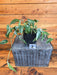 The Plant Farm® Houseplants Epipremnum Pinnatum Albo - Pick Your Plant, 4" Plant