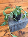 The Plant Farm® Houseplants Epipremnum Pinnatum Albo - Pick Your Plant, 4" Plant