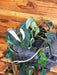 The Plant Farm® Houseplants Epipremnum Pinnatum Albo - Pick Your Plant, 4" Plant