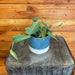 The Plant Farm® Houseplants Epipremnum Pinnatum Cebu Blue, 4" Plant