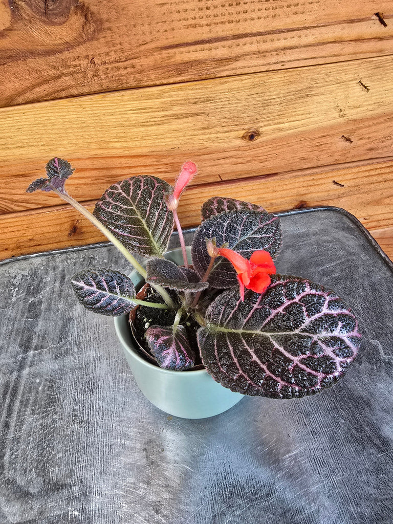 Episcia Cupreata Copper, 2