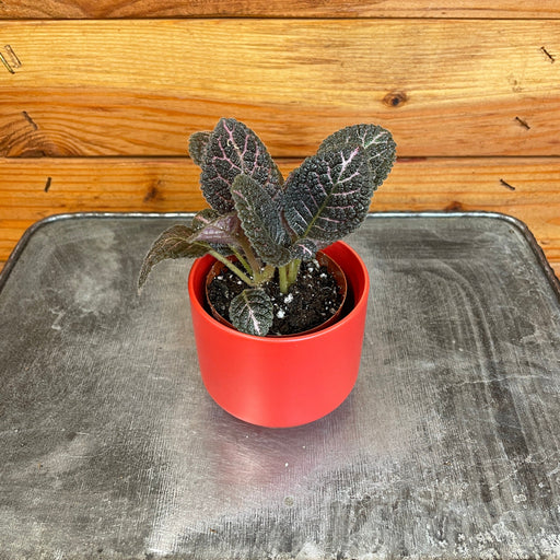 The Plant Farm® Houseplants Episcia Cupreata Copper, 2" Plant