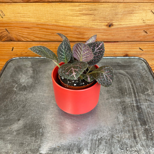 The Plant Farm® Houseplants Episcia Cupreata Copper, 2" Plant