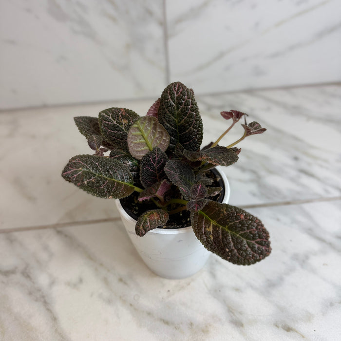 The Plant Farm® Houseplants Episcia Cupreata Copper, 4" Plant