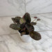 The Plant Farm® Houseplants Episcia Cupreata Copper, 4" Plant