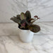 The Plant Farm® Houseplants Episcia Cupreata Copper, 4" Plant