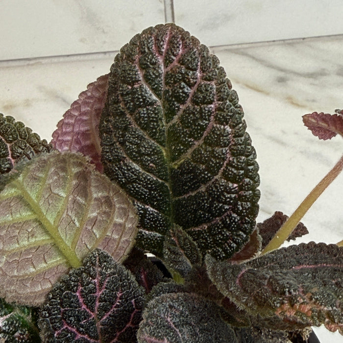 The Plant Farm® Houseplants Episcia Cupreata Copper, 4" Plant