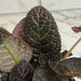 The Plant Farm® Houseplants Episcia Cupreata Copper, 4" Plant