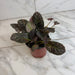 The Plant Farm® Houseplants Episcia Cupreata Copper, 4" Plant