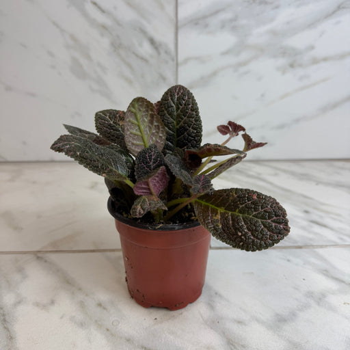 The Plant Farm® Houseplants Episcia Cupreata Copper, 4" Plant