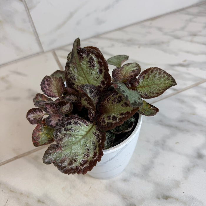 The Plant Farm® Houseplants Episcia Cupreata Platinum, 4" Plant