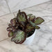 The Plant Farm® Houseplants Episcia Cupreata Platinum, 4" Plant