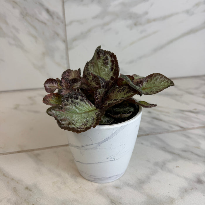 The Plant Farm® Houseplants Episcia Cupreata Platinum, 4" Plant