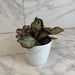 The Plant Farm® Houseplants Episcia Cupreata Platinum, 4" Plant