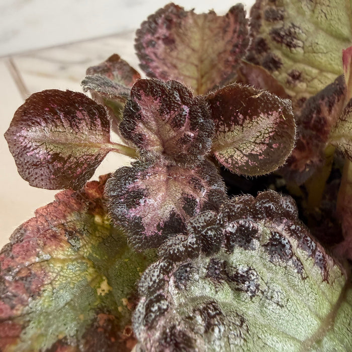The Plant Farm® Houseplants Episcia Cupreata Platinum, 4" Plant
