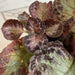 The Plant Farm® Houseplants Episcia Cupreata Platinum, 4" Plant