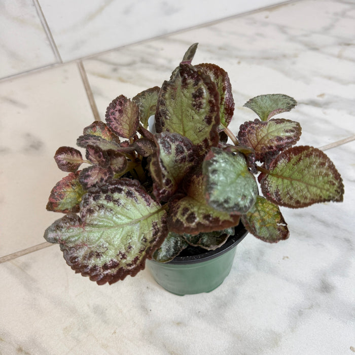 The Plant Farm® Houseplants Episcia Cupreata Platinum, 4" Plant