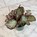 The Plant Farm® Houseplants Episcia Cupreata Platinum, 4" Plant