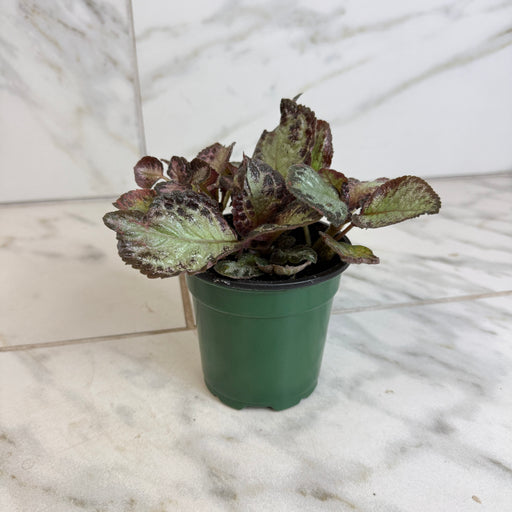 The Plant Farm® Houseplants Episcia Cupreata Platinum, 4" Plant