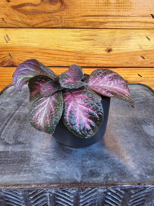 The Plant Farm® Houseplants Episcia Purple Rain, 2" Plant