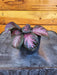 The Plant Farm® Houseplants Episcia Purple Rain, 2" Plant