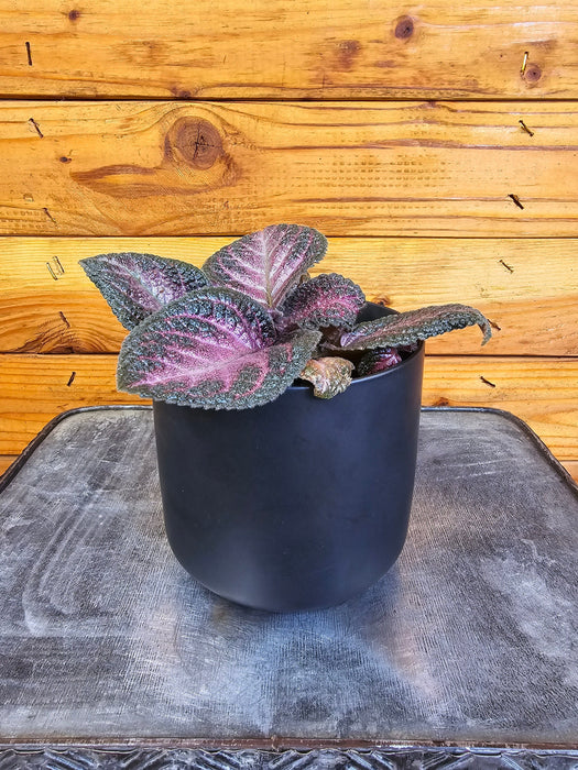 The Plant Farm® Houseplants Episcia Purple Rain, 4" Plant