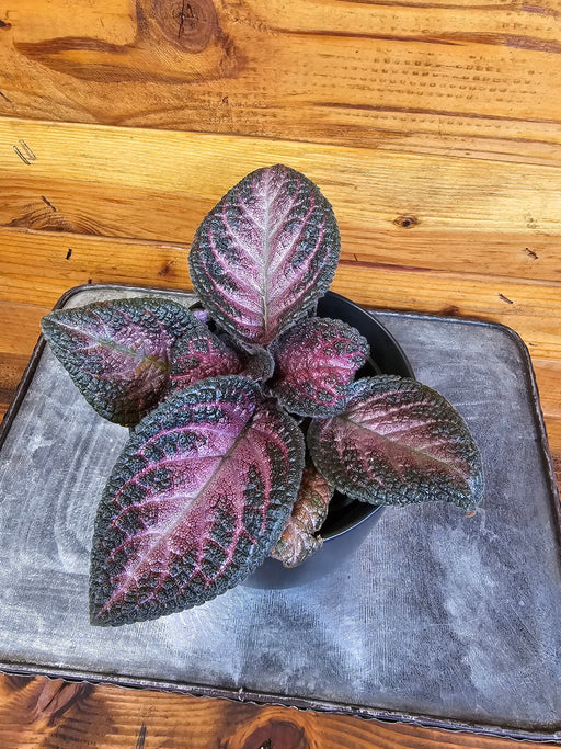 The Plant Farm® Houseplants Episcia Purple Rain, 4" Plant