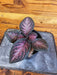 The Plant Farm® Houseplants Episcia Purple Rain, 4" Plant