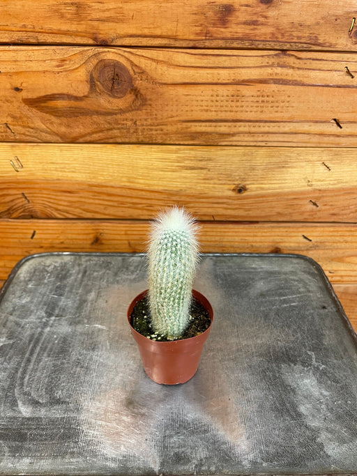 The Plant Farm® Houseplants Espostoa Guentheri Cactus, 2" Plant