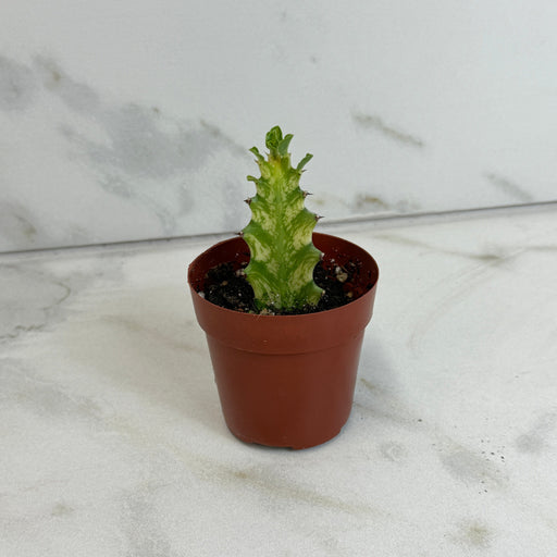 The Plant Farm® Houseplants Euphorbia Trigona Mint Creme, 2" Plant