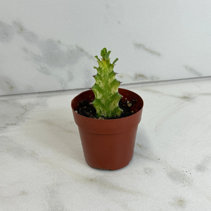 The Plant Farm® Houseplants Euphorbia Trigona Mint Creme, 2" Plant