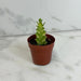 The Plant Farm® Houseplants Euphorbia Trigona Mint Creme, 2" Plant